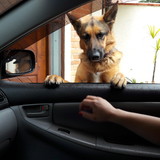 marcos augusto ferraresi