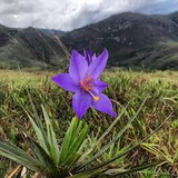 alley sanders machado de oliveira