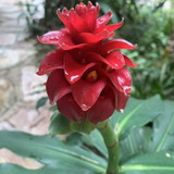 Luiza Martha Verdolin dos Reis