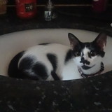 ALESSANDRA MARTINS DE MOURA