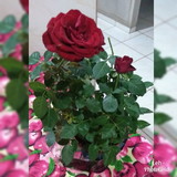 elenilza da Silva Gimenez