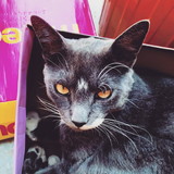 Vitória Gonçalves dos Santos