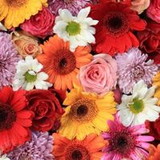 Uine Santos Ferreira