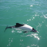 Camilla Pires Marcolino