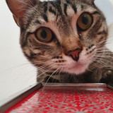 Maria Thereza Luzardo