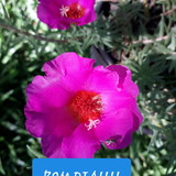 Maria de Fátima Oliveira de Araújo