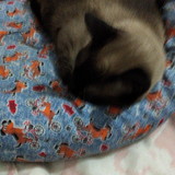 Suelen Santos Sansoni