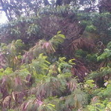 MOÇA SENSUAL LINGIERIES