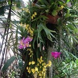 Elizete Cardoso de Oliveira