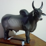 Boi Corote / Boi Mija Cachaça / Boi Mija Pinga 