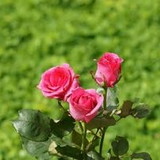 Aurilene Damasceno  da Silva