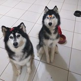 Priscila Carvalho Oliveira