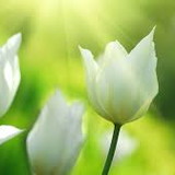 LUCIA HELENA MARQUES DA SILVA