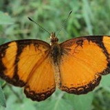 Maria Mônica Mendonça