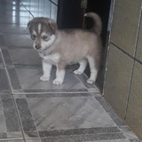 Girleide batista calado lopes