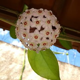 maria Vanilda de oliveira