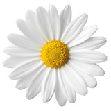 Margarida Aparecida Borba da Cunha