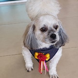 Josiane Ranucci Ciardulo