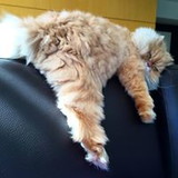 Andrea Rodrigues Alves