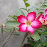 CARLA ROBERTA LIMA VIANA