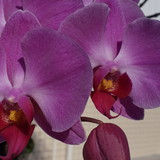 Neylani de Andrade Barcelos