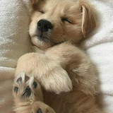 Júlia Gomes Dos Santos