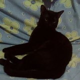 Tamára do Amaral Ribeiro