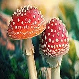 Artesanato Amanita