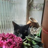 Alessandra Sousa Carrupt