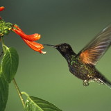 Jaqueline Hoeltgebaum