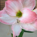 Giulia de Vargas Damian