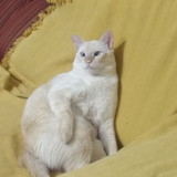 Alexandre Costa Carvalho