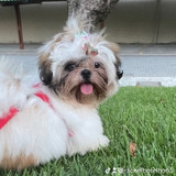 Rachel Botelho de Queiroz