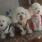 Daniele Camargo de arruda