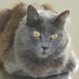 Maria Carolina Falleiros