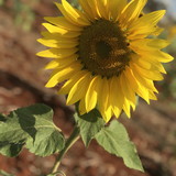 Karen Elen Schendroski