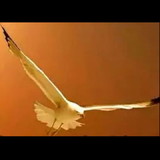 Pedro Eugenio Alves dos Santos