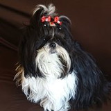 Elaine Beatriz Tomasini