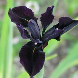 Michel Batista de Andrade