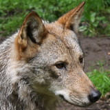 gabriela k fernandes