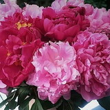 Isabel aparecida casarin ferretti