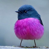 Maria Claudia Bernardes Oliveira Junqueira