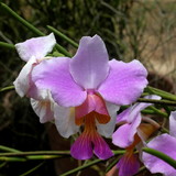 Eliana Mayumi Tazawa