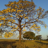 Simone Maria da Silva