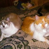 Kathia Regina Vieira