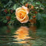 Cleonice Maria Bonfim Teixeira