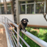 Matheus Okano Marques