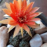 Marluce Corrêa Pires Oliveira