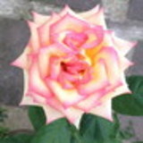 Emmanuele Fernandes de Mendonça