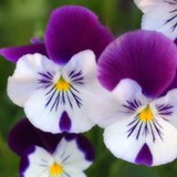 Adriana Aparecida Silvestre